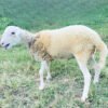 072 Cross Texel Jantan -+31kg