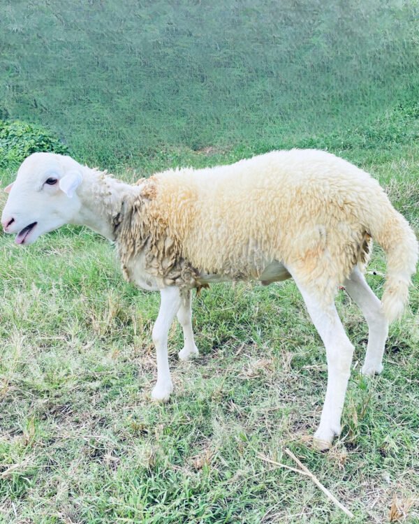 072 Cross Texel Jantan -+31kg