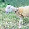 072 Cross Texel Jantan -+31kg