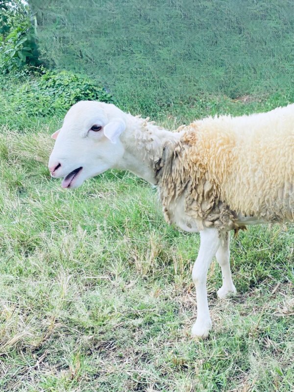 072 Cross Texel Jantan -+31kg