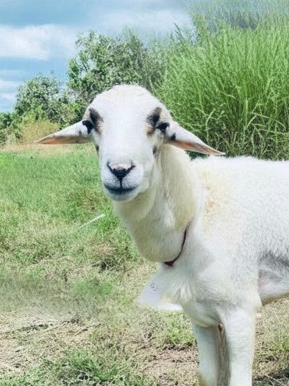073 Cross Texel Jantan -+38kg