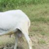 073 Cross Texel Jantan -+38kg