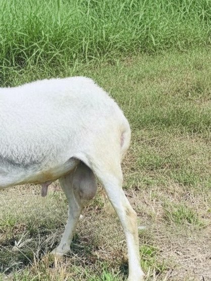 073 Cross Texel Jantan -+38kg