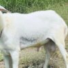 073 Cross Texel Jantan -+38kg