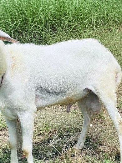073 Cross Texel Jantan -+38kg