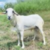 073 Cross Texel Jantan -+38kg