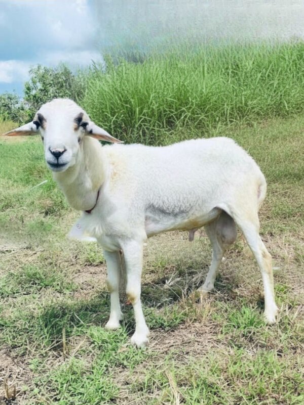 073 Cross Texel Jantan -+38kg