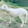 074 Cross Texel Betina -+49kg
