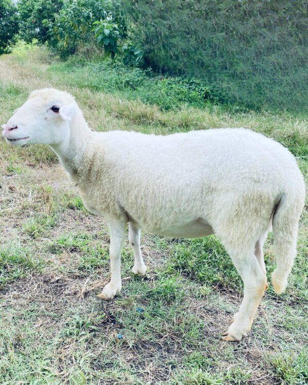 074 Cross Texel Betina -+49kg