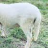 074 Cross Texel Betina -+49kg