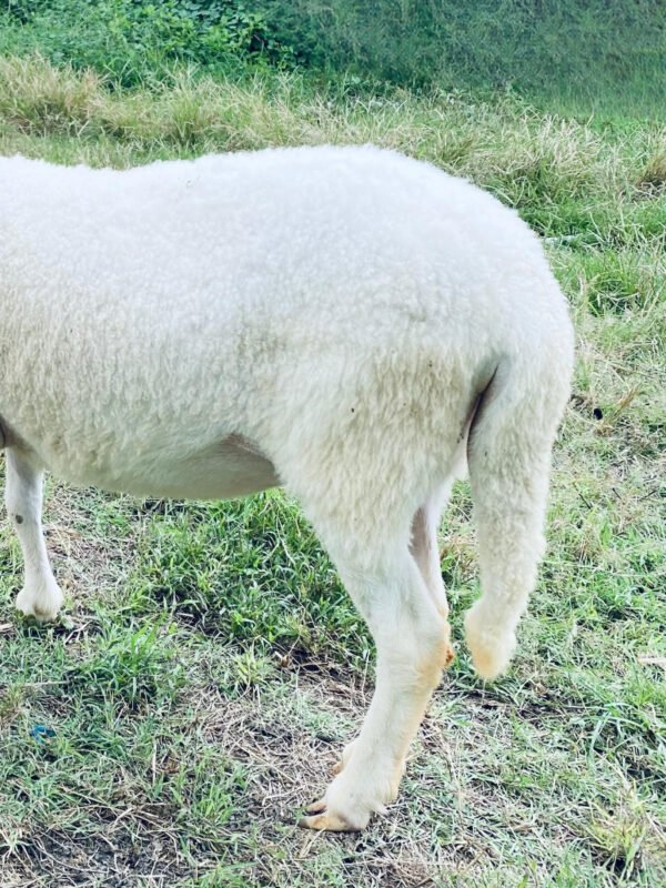 074 Cross Texel Betina -+49kg