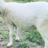 074 Cross Texel Betina -+49kg