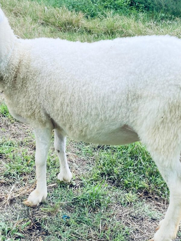 074 Cross Texel Betina -+49kg