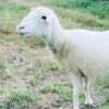 074 Cross Texel Betina -+49kg