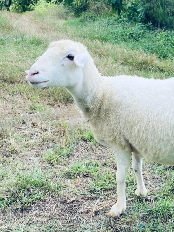 074 Cross Texel Betina -+49kg