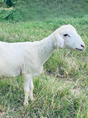 075 Cross Texel Jantan -+27kg