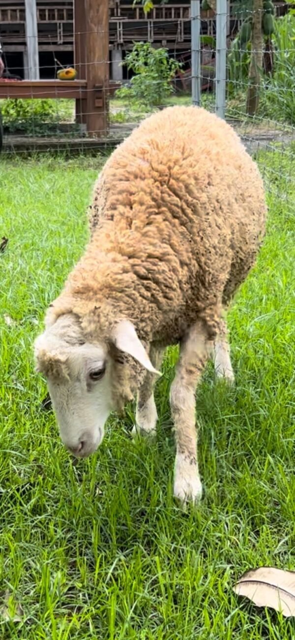 076 Cross Texel Jantan -+30kg
