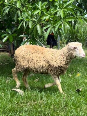 077 Cross Texel Jantan -+25kg