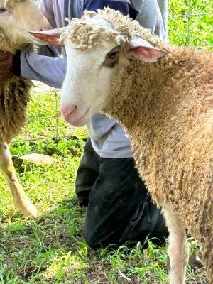 078 Cross Texel Jantan -+27kg