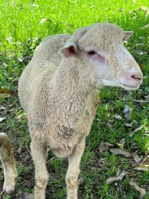 079 Cross Texel Jantan -+29kg
