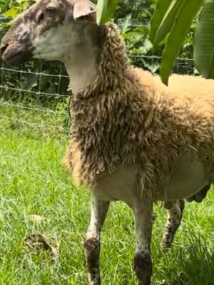 081 Cross Suffolk Jantan -+29kg