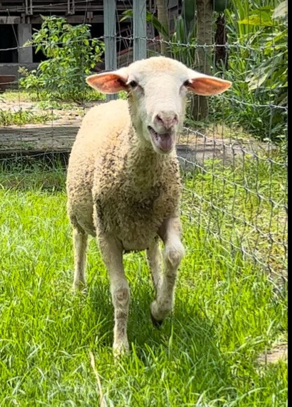082 Cross Texel Jantan -+32kg