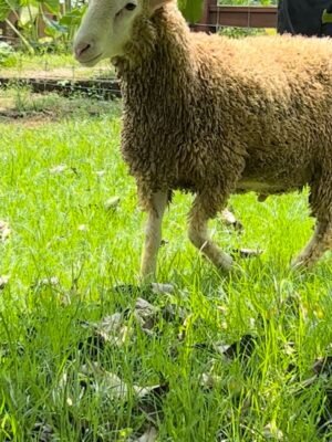 083 Cross Texel Jantan -+29kg