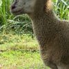 084 Cross Texel Jantan -+33kg