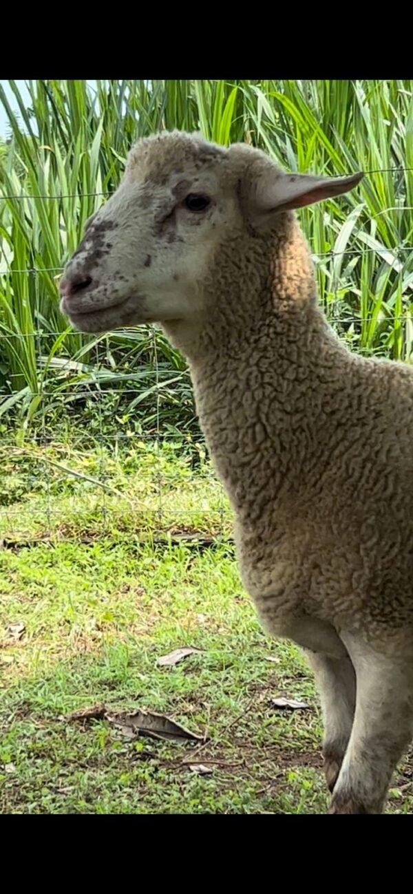 084 Cross Texel Jantan -+33kg