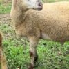 084 Cross Texel Jantan -+33kg