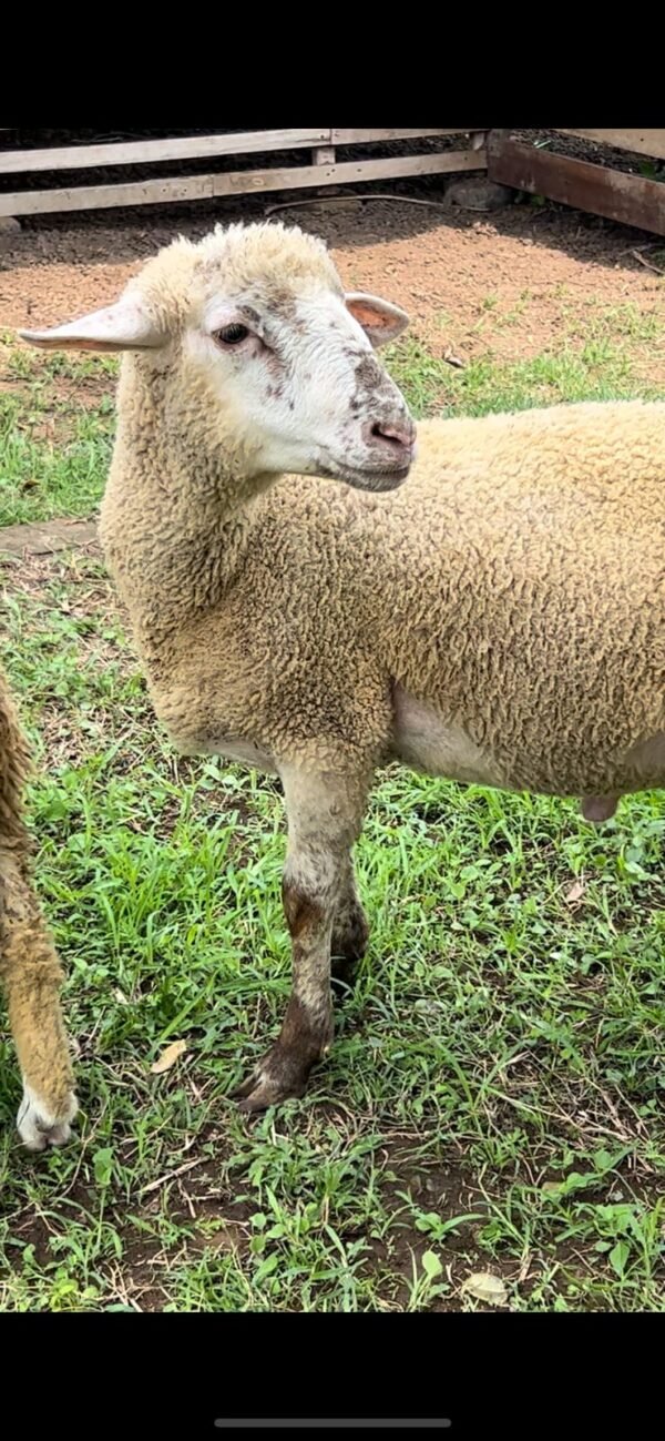 084 Cross Texel Jantan -+33kg