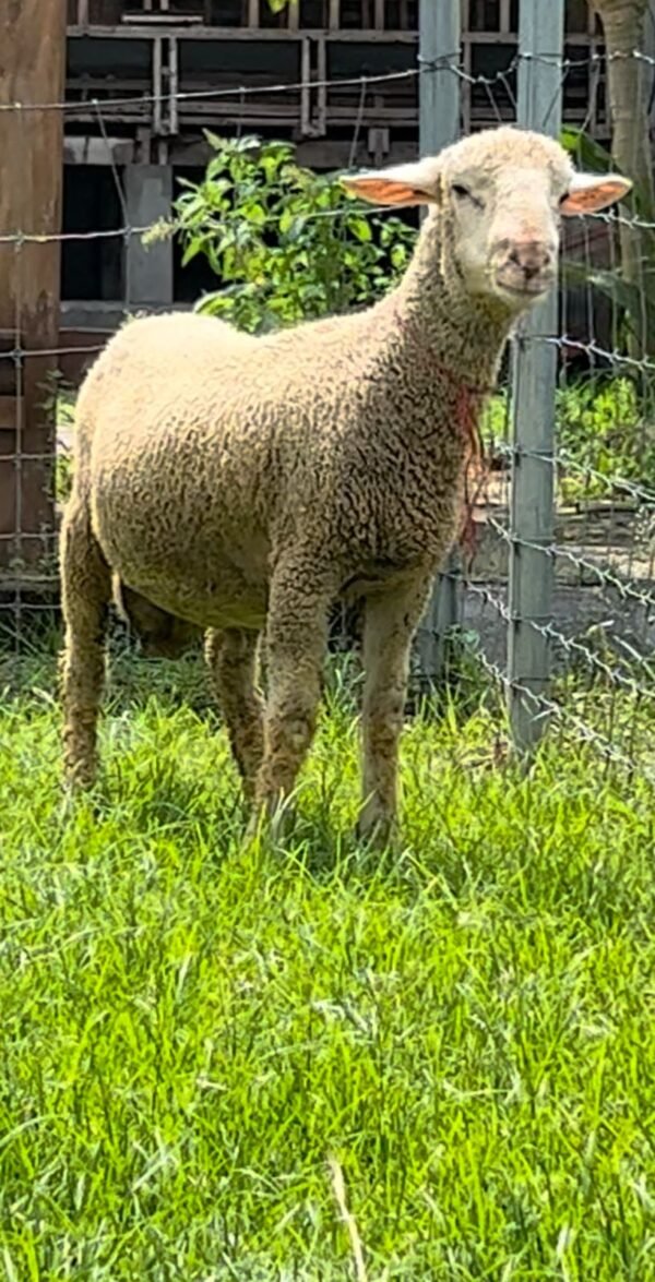 085 Cross Texel Jantan -+38kg