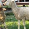 086 Cross Texel Jantan -+25kg