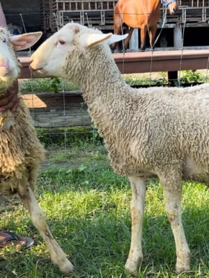 086 Cross Texel Jantan -+25kg