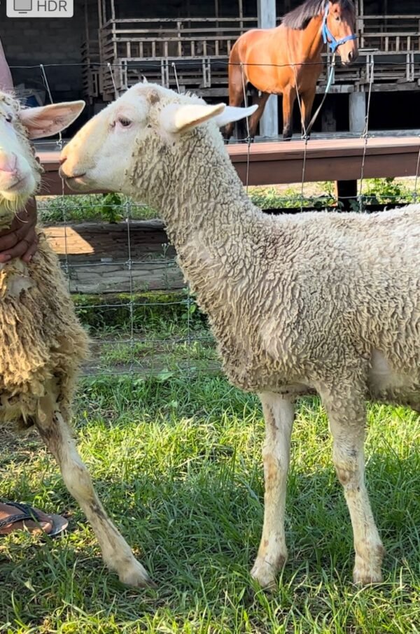 086 Cross Texel Jantan -+25kg