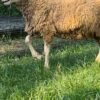 087 Cross Texel Jantan -+24kg