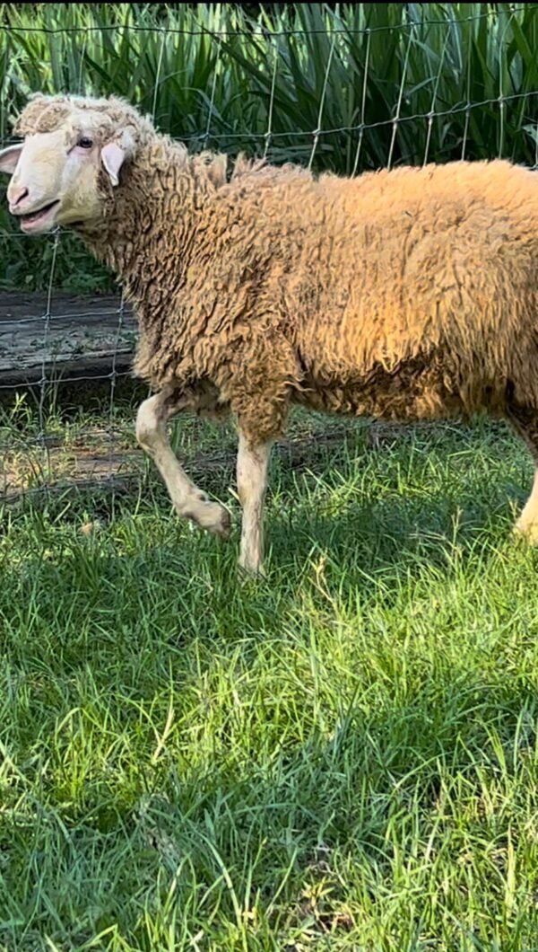 087 Cross Texel Jantan -+24kg