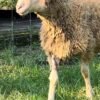 087 Cross Texel Jantan -+24kg