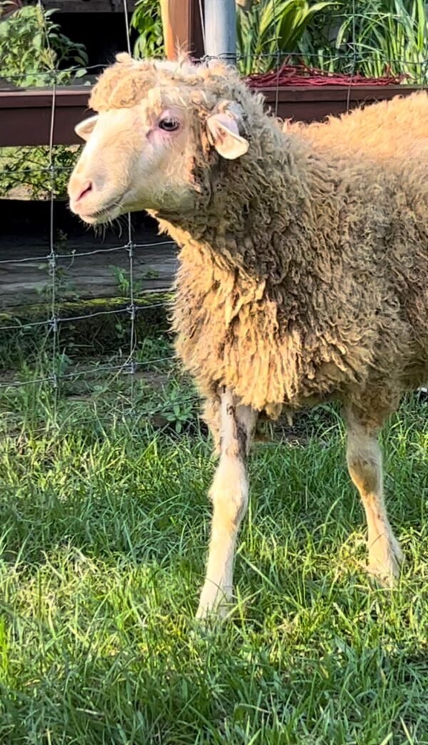 087 Cross Texel Jantan -+24kg