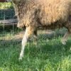 087 Cross Texel Jantan -+24kg