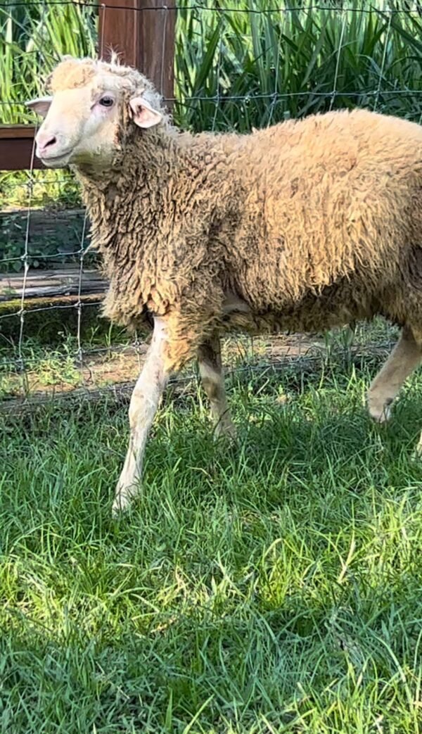 087 Cross Texel Jantan -+24kg