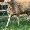087 Cross Texel Jantan -+24kg