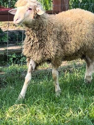 087 Cross Texel Jantan -+24kg