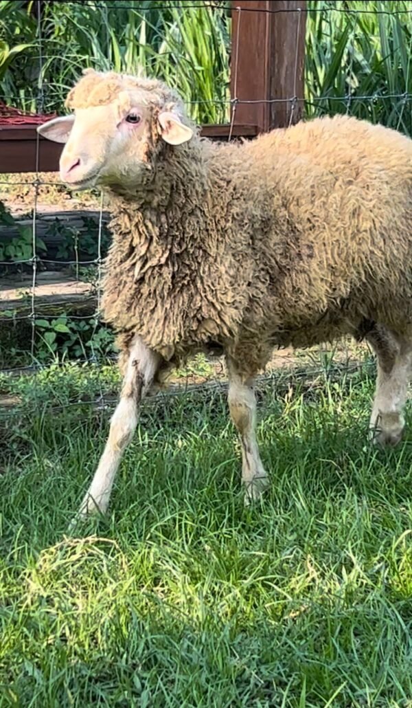 087 Cross Texel Jantan -+24kg