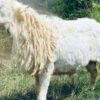 088 Cross Texel Jantan -+31kg