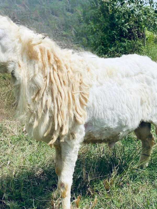 088 Cross Texel Jantan -+31kg