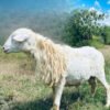 088 Cross Texel Jantan -+31kg