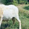 088 Cross Texel Jantan -+31kg