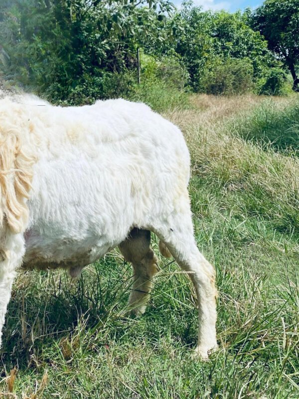 088 Cross Texel Jantan -+31kg