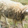 089 Cross Texel Jantan -+29kg